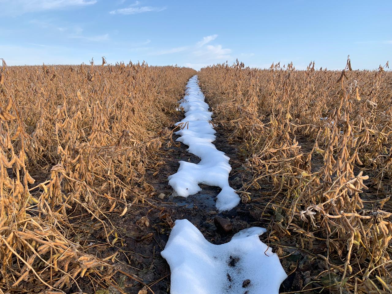 neve, soja, EUA, Estados Unidos