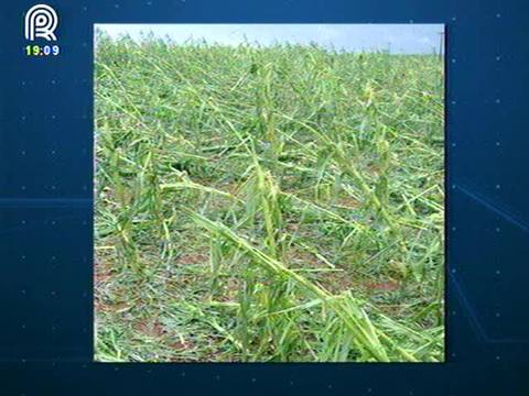 Chuva de granizo prejudica lavouras de milho no PR