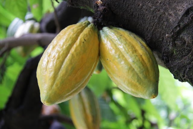 cacau, produtores