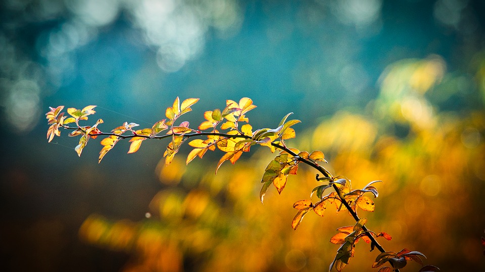 outono flor tempo clima