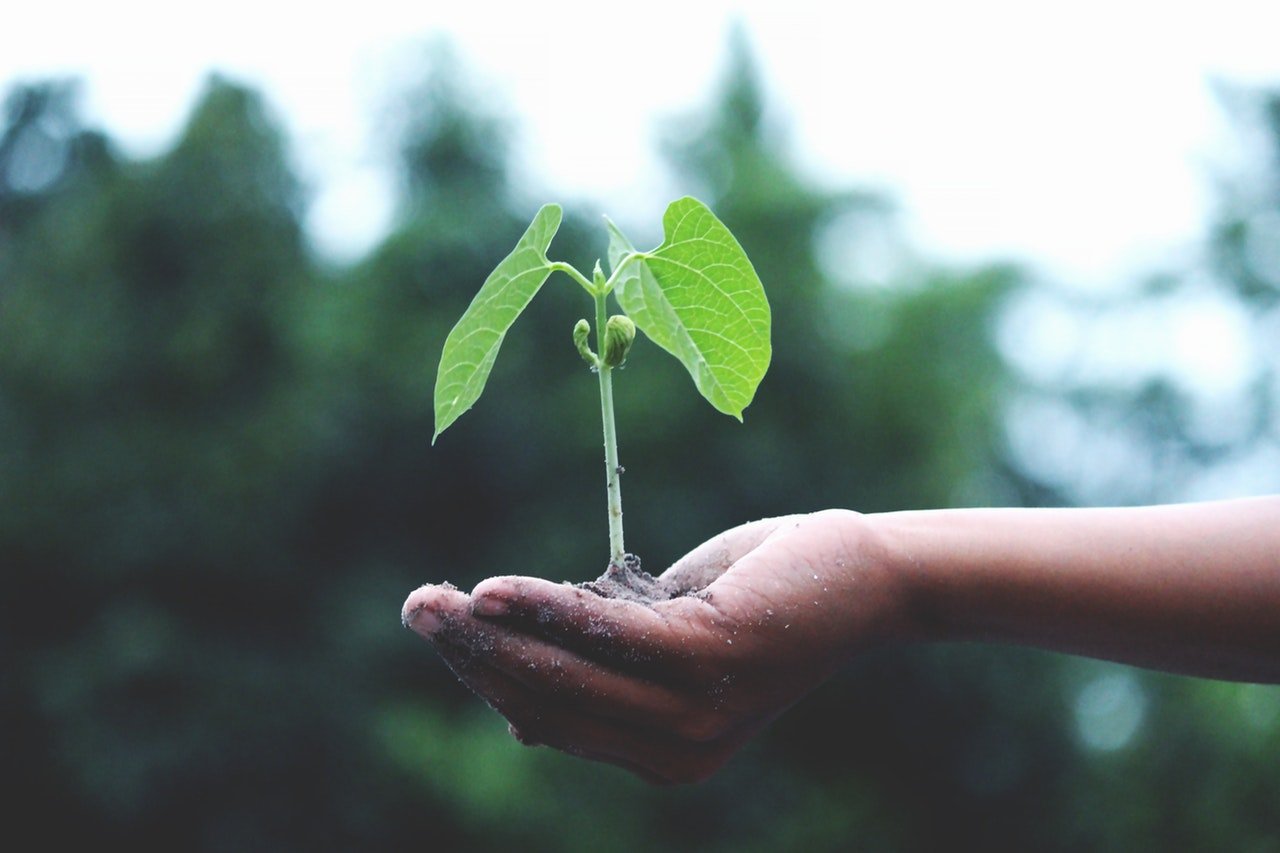 muda de planta na mão de produtor