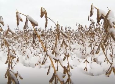 soja na neve EUA USDA