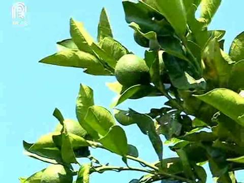 Laranja: qualidade da fruta reduz produção de suco