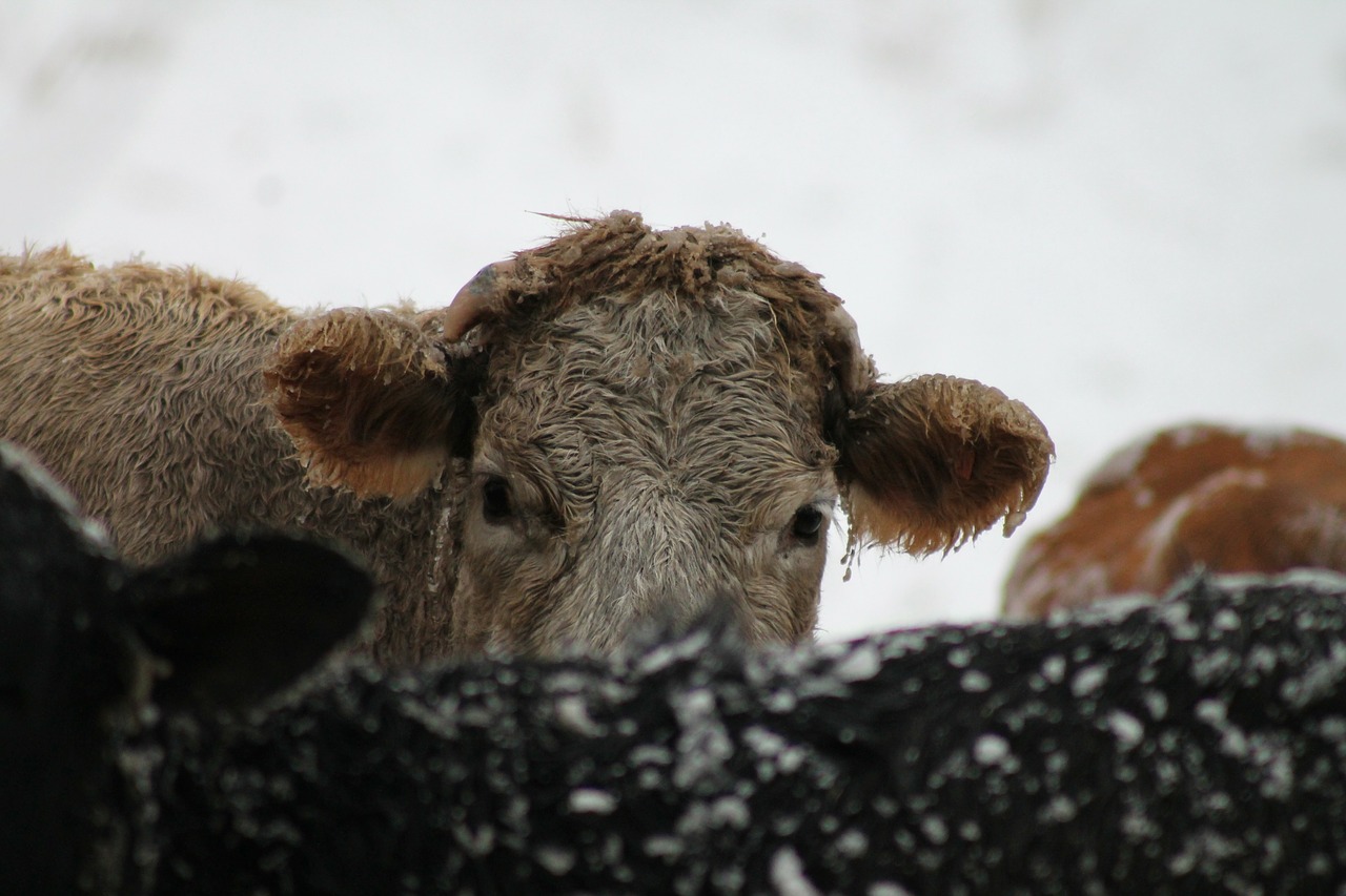 vaca no frio tempo