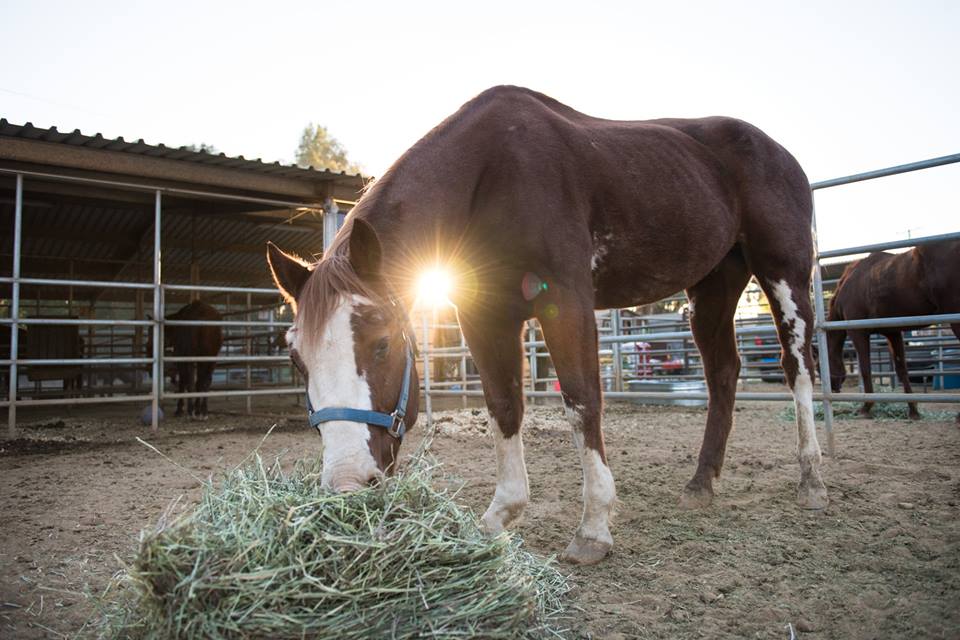 Foto: Humane Society of Ventura County