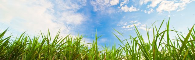 Nematoides e o desafio da produtividade na cultura da cana-de-açúcar