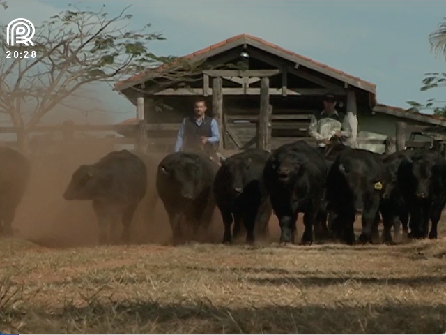 Canal Rural transmite o primeiro leilão Angus Provado do CRA