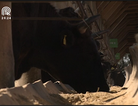 Raça wagyu dobra número de animais apresentados na Expointer