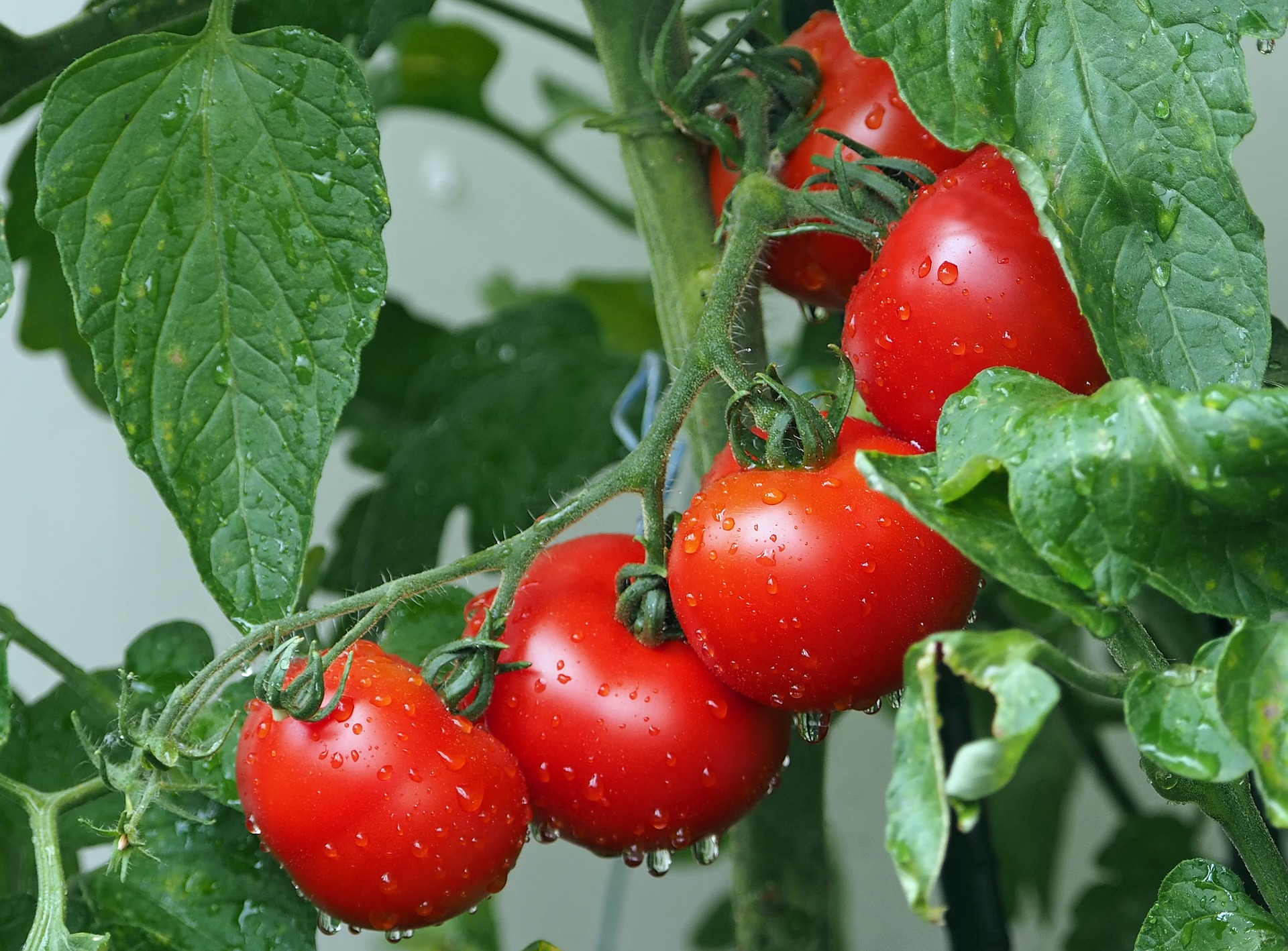 Pesquisa identifica gene que pode ajudar no controle de pragas em tomates