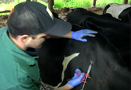 produto veterinário, medicamentos veterinários