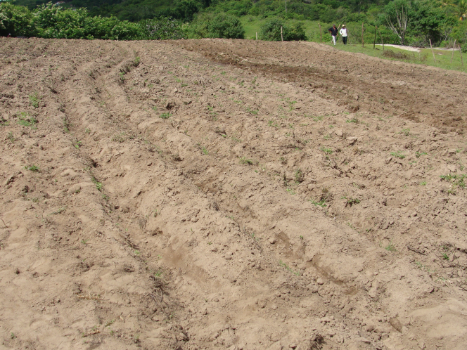 Saiba como aproveitar 100% do potencial produtivo de um solo arenoso