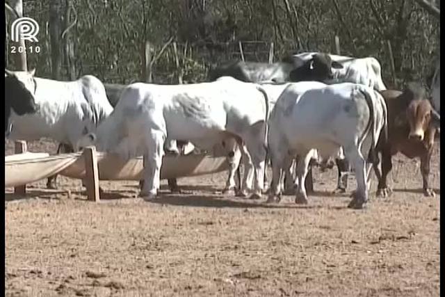 MT é estado 100% livre de animais importados