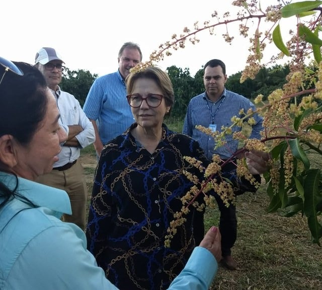 Ministra Tereza Cristina em visita a Juazeiro na Bahia/ Foto: Ministério da Agricultura