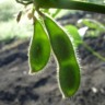 soja verde