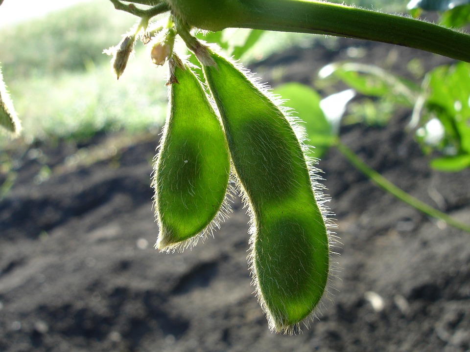 soja verde