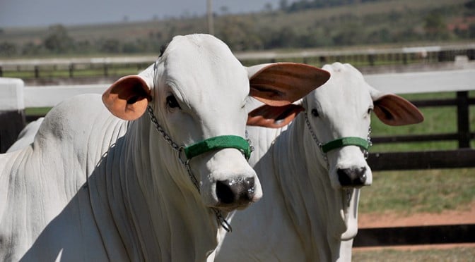 Rumores de retração nas compras da China marcam o fim da semana do boi gordo
