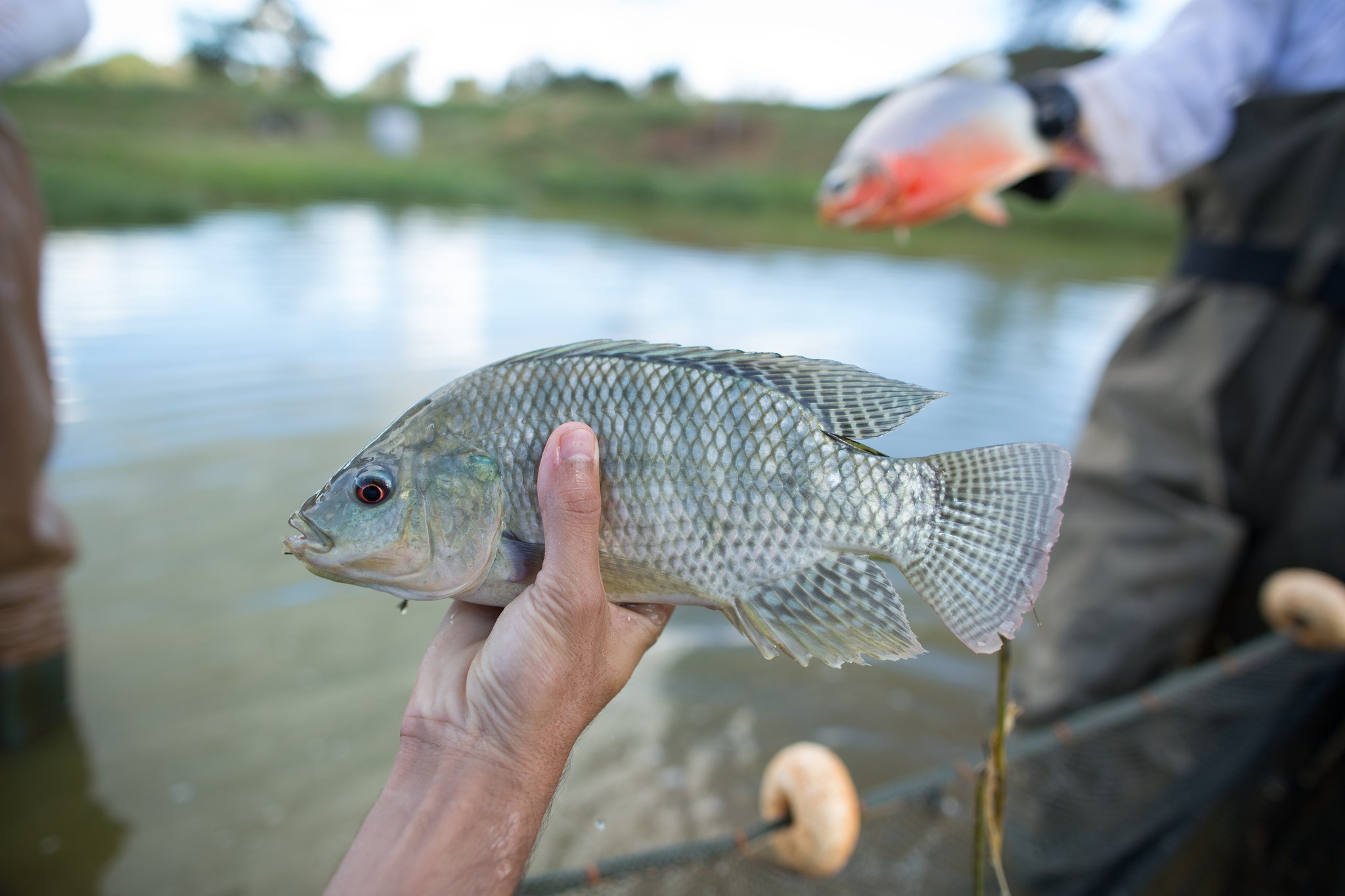 tilápia, piscicultura, peixe, alevino