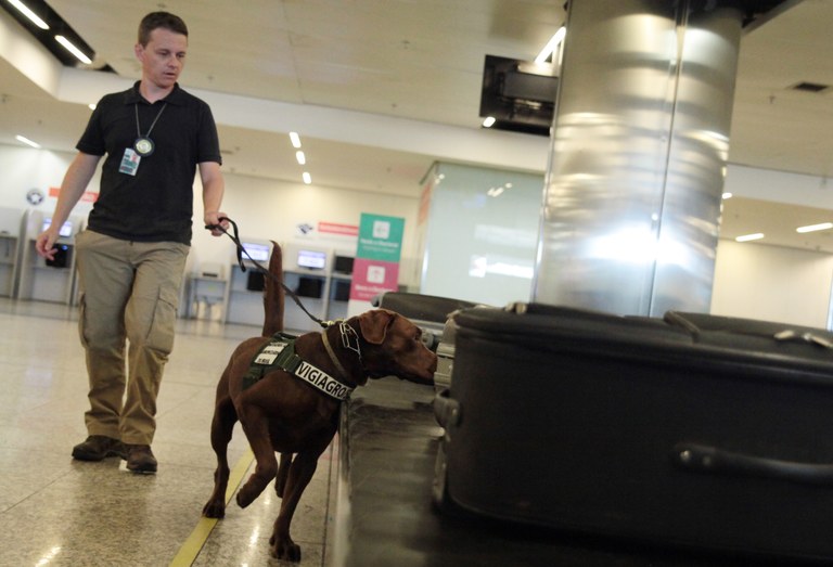 aeroporto, cães farejadores, Sistema de Vigilância Agropecuária Internacional , Vigiagro, aeroporto, bagagem , cão farejador 