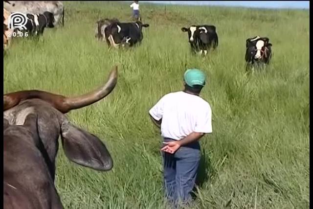 Leite: produtor ameaça trocar vacas por carneiros