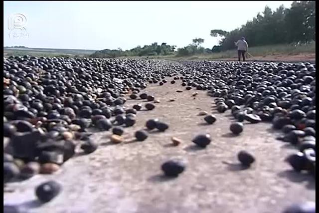 Safra de café cresce 30% no Cerrado mineiro