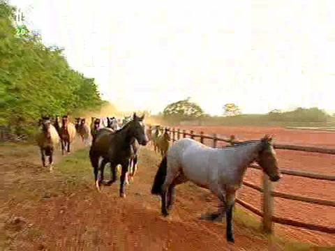 Cavalo crioulo cresce 10% em Mato Grosso do Sul