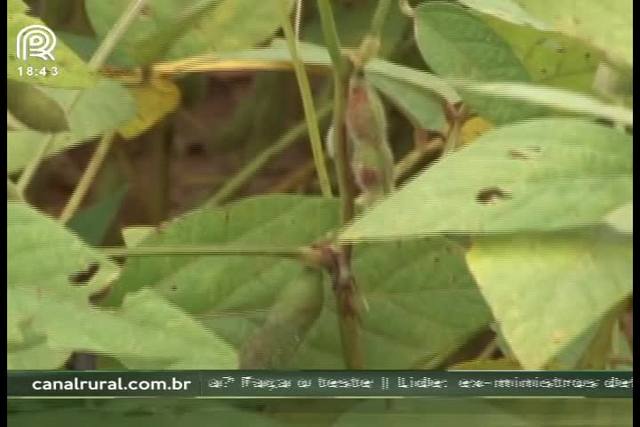 Controle de doenças é o maior desafio da sojicultura