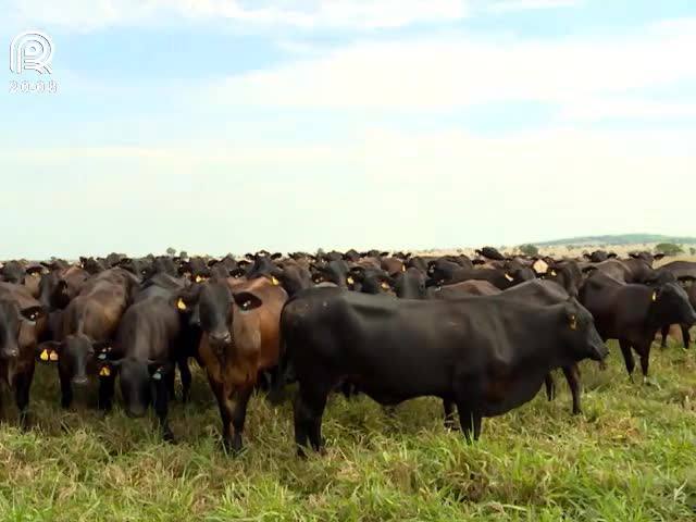 Carne Angus desembarca na maior feira da China