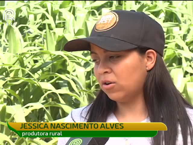 Milho: preço e clima dão confiança ao produtor