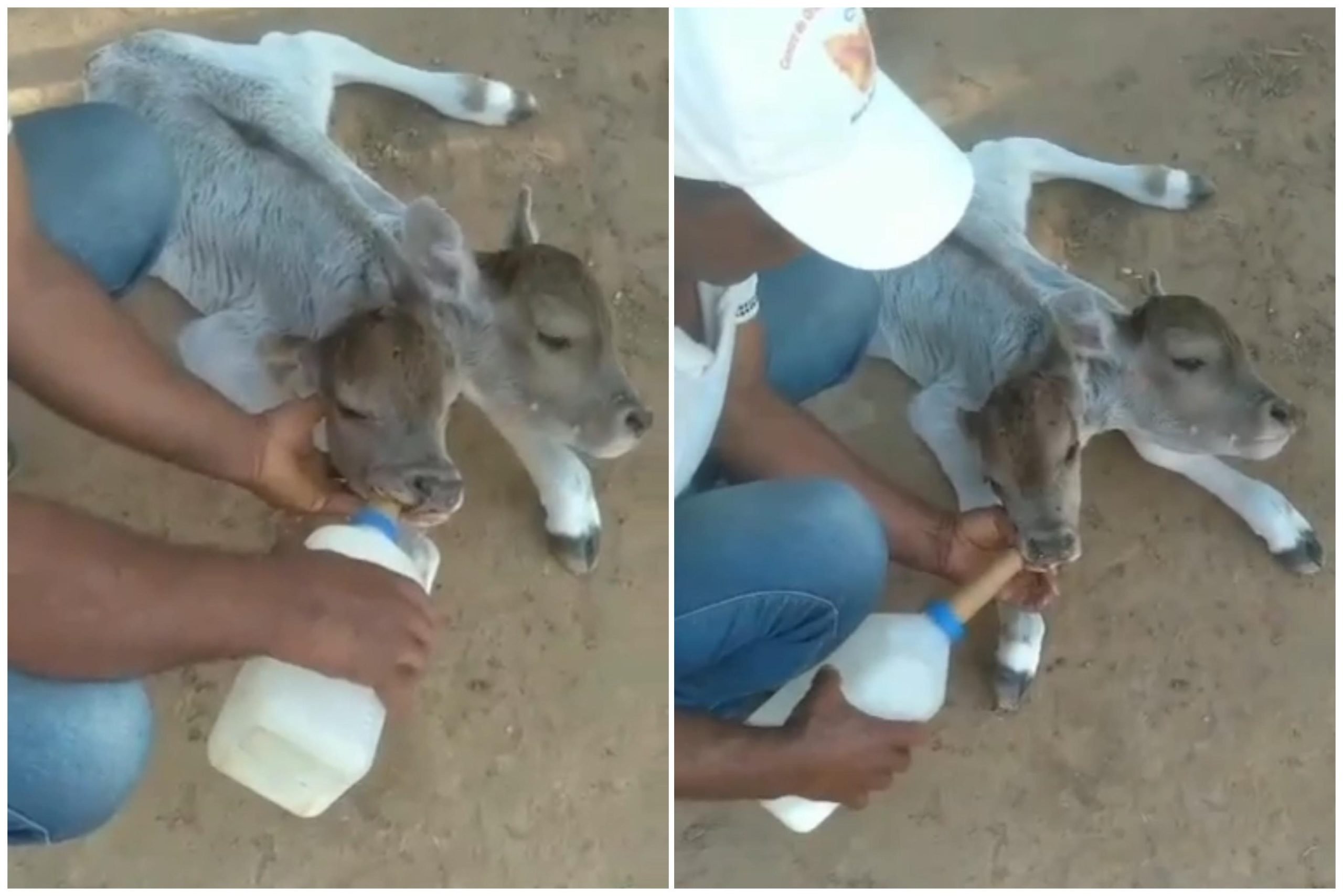 Bezerros siameses morreram no último domingo (3) em Cotegipe (BA)