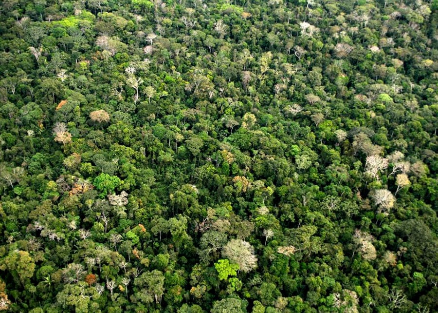 Amazônia perdeu 52 milhões de hectares de vegetação nativa em 40 anos, aponta MapBiomas