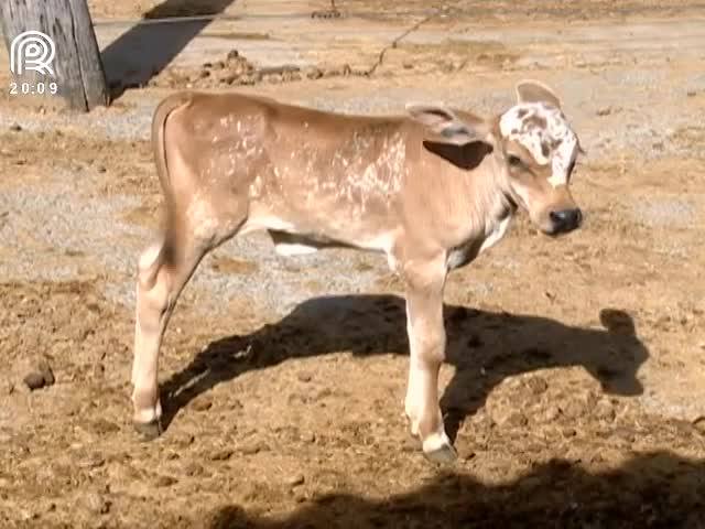 SP: bezerro nasce com apenas 10 kg e sobrevive