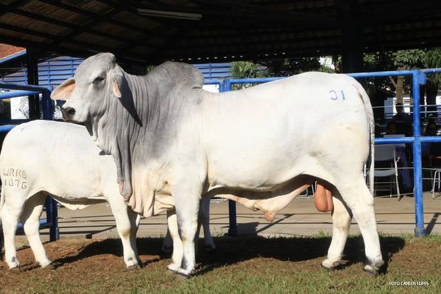 Fonte: ACBB (Associação dos Criadores de Brahman do Brasil)/Divulgação