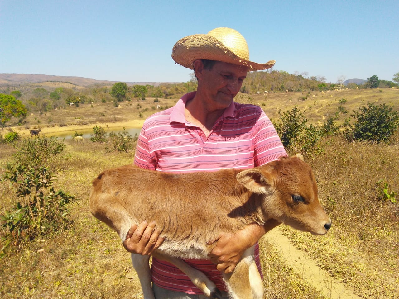 Produtor cuida de bezerro na seca