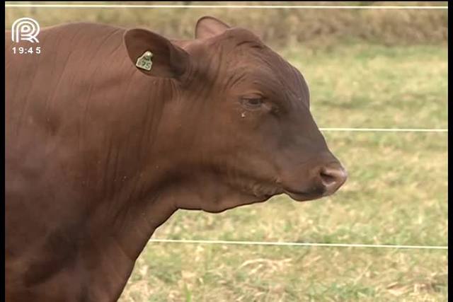 Senepol: pecuaristas investem em franquia