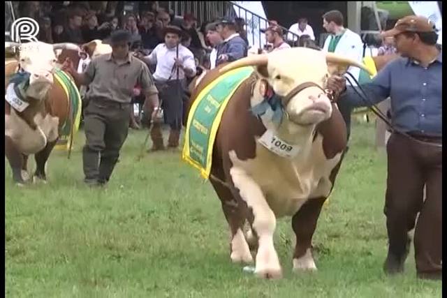 Expointer: animais se destacam por beleza ou preço