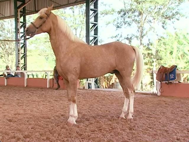 Cavalos: Mangalarga Day conquista novos fãs em SP