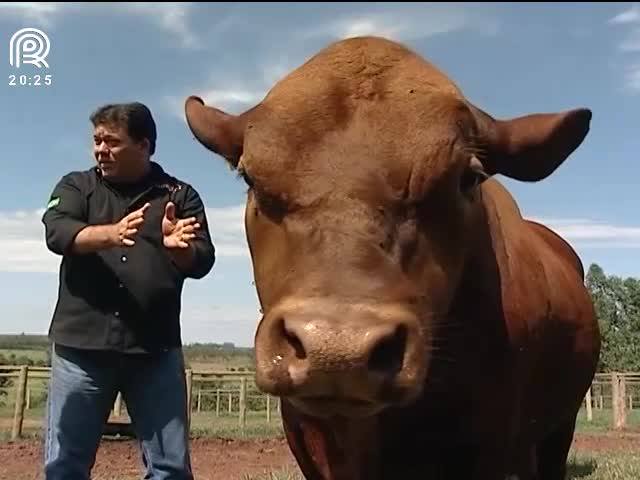 Raça senepol vai ganhar corte de carne próprio