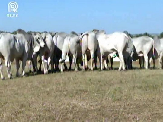 Bom Dia Campo faz homenagem ao dia do pecuarista