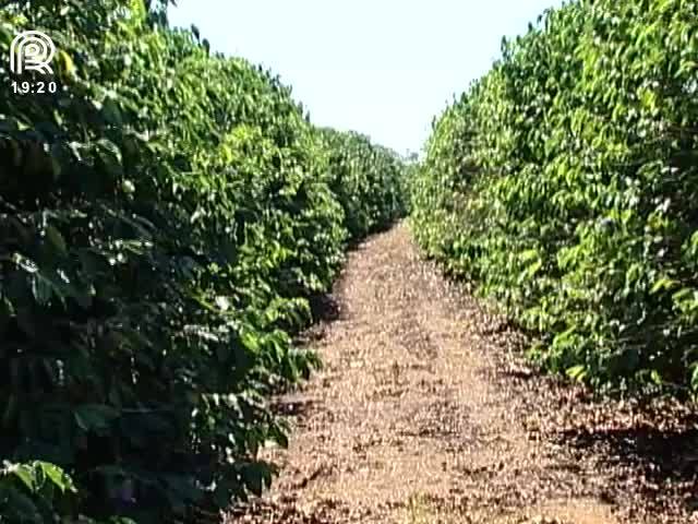 MG: conheça o bem que a irrigação faz nos cafezais