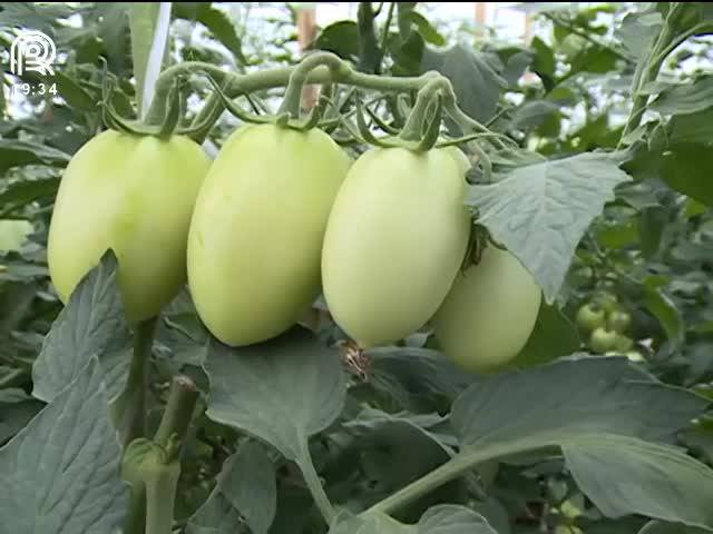 Preço do tomate é o menor dos últimos anos