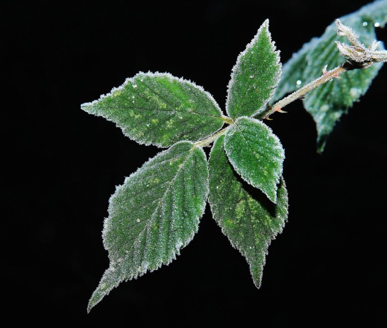 geada