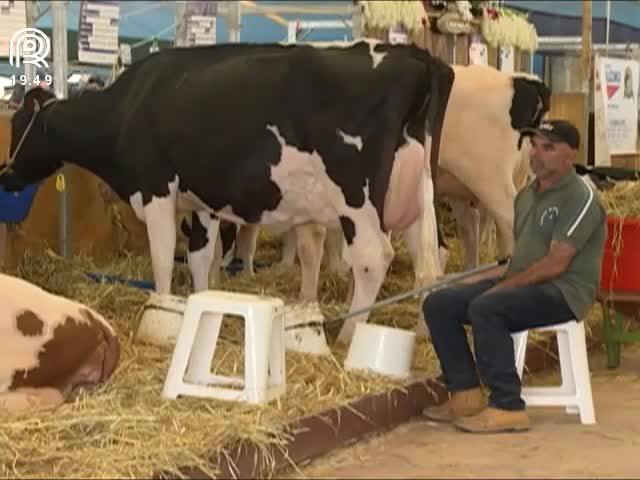 Jovens criam sistema que monitora vacas leiteiras