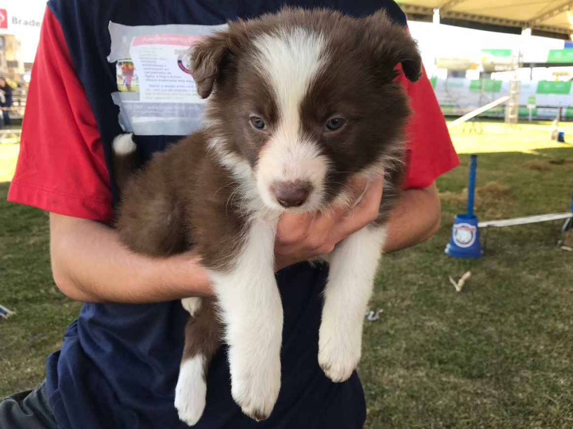 filhote de border collie