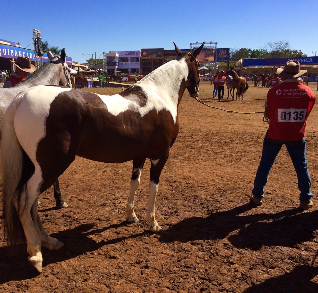 Foto: Sara Goldschmidt/Canal Rural