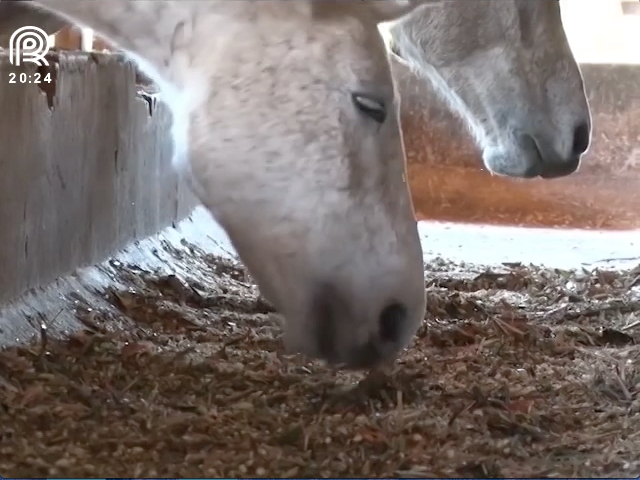 Mangalarga marchador: dicas de nutrição e manejo para cavalos atletas