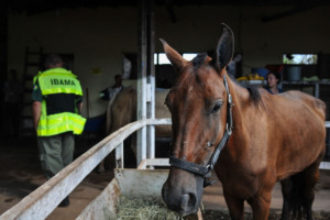 Brumadinho, cavalo