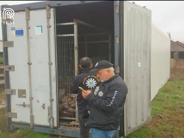 Conheça os perigos de comprar carne clandestina