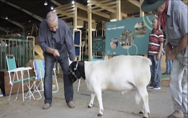 Ovinocultura passa por transformação e retorna forte na Expointer 2019