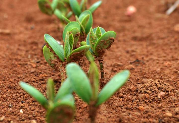 Soja planta plantio semente vazio sanitário