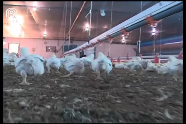 Avicultor transforma cama de frango em energia